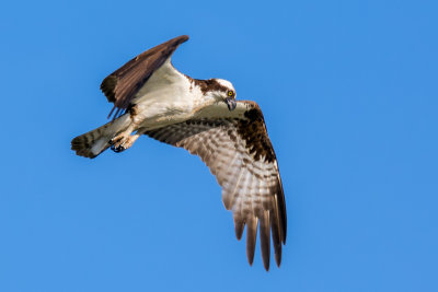 Osprey On The Hunt