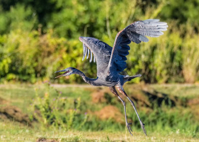 Blue Heron Take Off