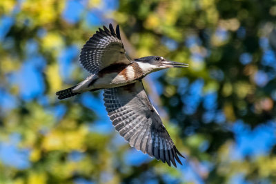 Belted Kingfisher In Flight