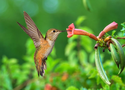 Rufous Hummingbird