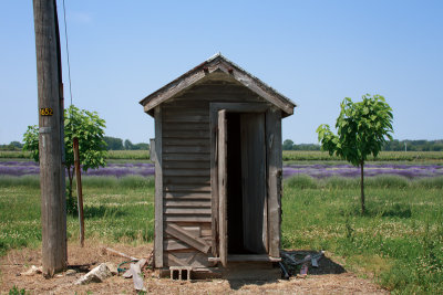 shed and lavendar field