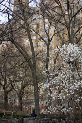 Spring in Central Park along 5th Ave