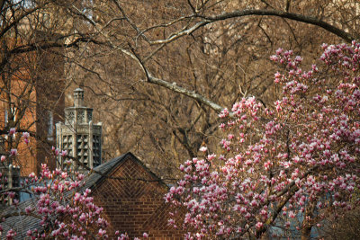 Spring: magnolia's in Central Park