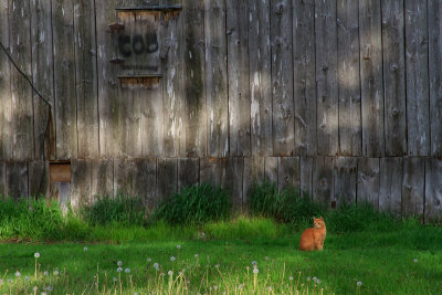 orange cat