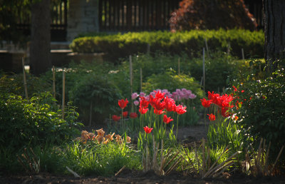red tulips in the sun