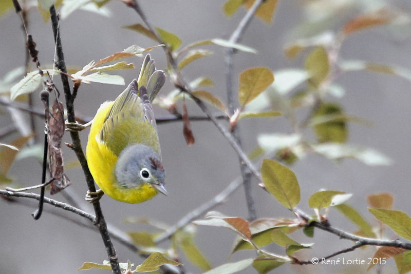 Paruline à joues grises<br/>Nashville Warbler