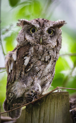 Petit duc macul / Eastern Screech Owl