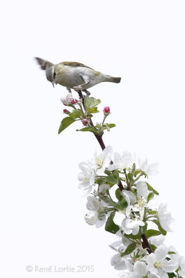 Viréo mélodieux / Warbling Vireo