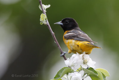 Oriole de Baltimore