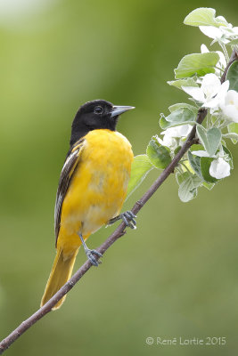 Oriole de Baltimore