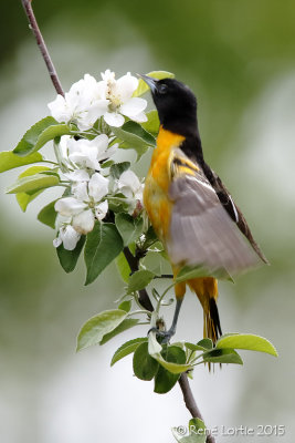Oriole de Baltimore