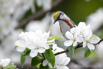 Paruline à flancs marron / Chestnut-sided Warbler