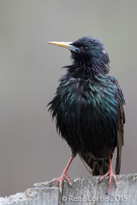 Étourneau sansonnet / Starling