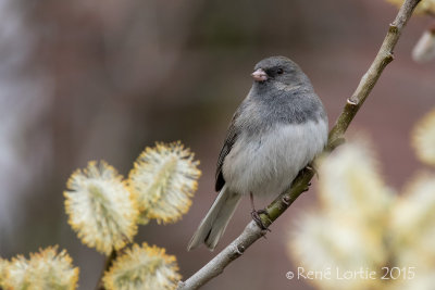 Junco ardoiséDark-eyed Junco