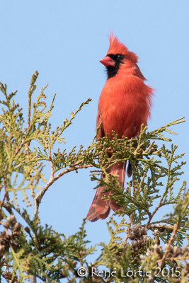 Cardinal rougeNorthern Cardinal