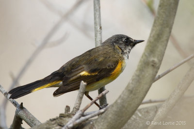 Paruline flamboyanteAmerican Redstart