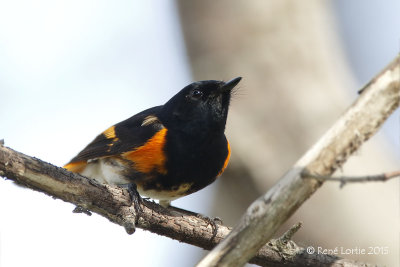 Paruline flamboyanteAmerican Redstart