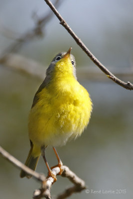 Paruline à joues grisesNashville Warbler