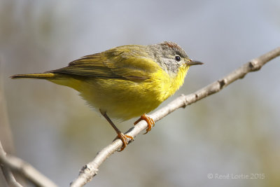 Paruline à joues grises<br/>Nashville Warbler