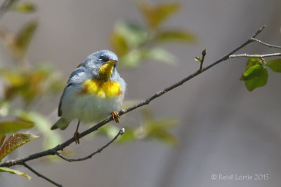 Paruline à collierNorthern Parula