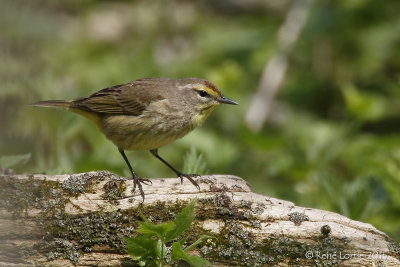 Paruline à couronne rousse<br/>Palm Warbler