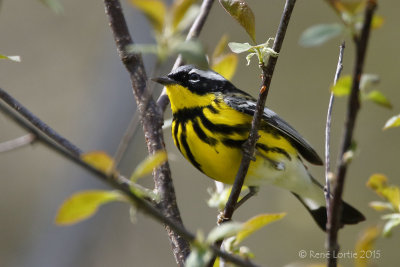 Paruline à tête cendréeMagnolia Warbler