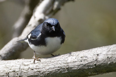 Paruline bleueBlackthroated Blue Warbler