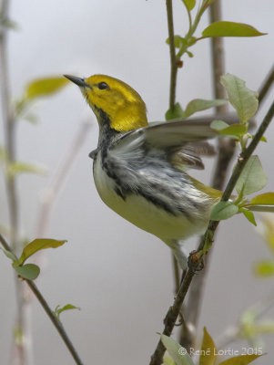 Paruline à gorge noireBlack-throated Green Warbler