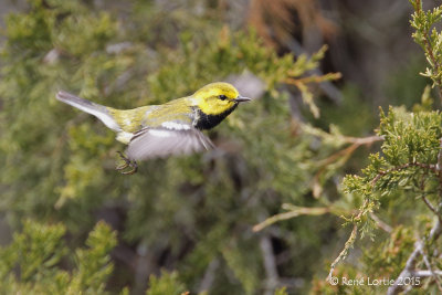 Paruline à gorge noire<br/>Black-throated Green Warbler