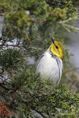 Paruline à gorge noireBlack-throated Green Warbler