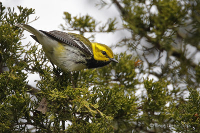 Paruline à gorge noireBlack-throated Warbler