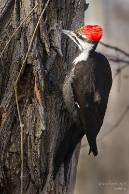 Pics / Woodpeckers