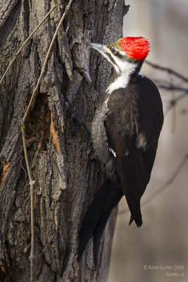 Grand pic / Pileated Woodpecker