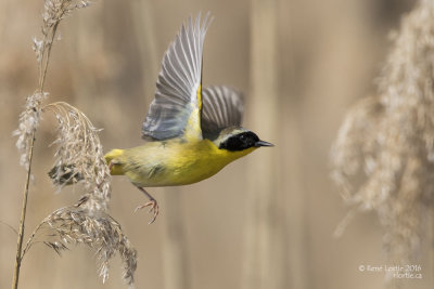 Paruline masquée / Common Yellowthroat