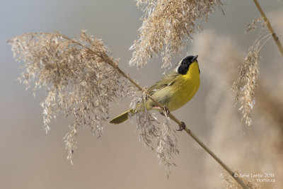 Paruline masquée / Common Yellowthroat