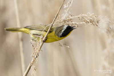 Paruline masquée / Common Yellowthroat