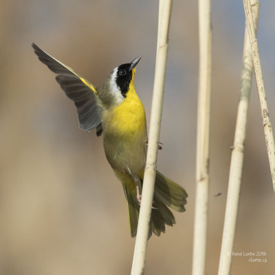 Paruline masquée / Common Yellowthroat