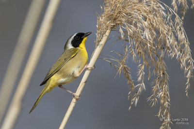 Paruline masquée / Common Yellowthroat