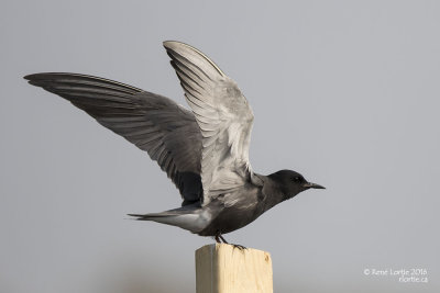 Guifette noireBlack Tern