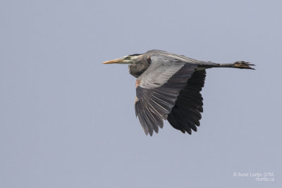 Grand héronGreat Blue Heron