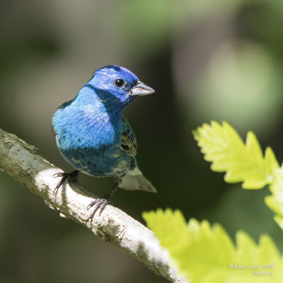 Passerin indigo / Indigo Bunting