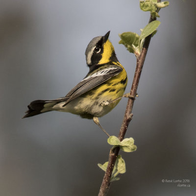 Paruline à tête cendrée / Magnolia Warbler