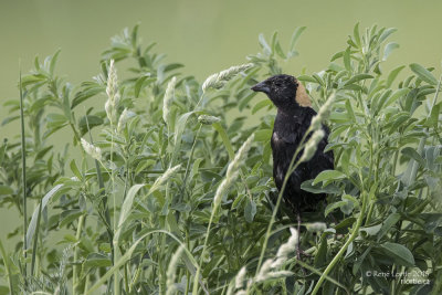 Goglu des prés / Bobolink