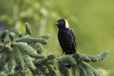 Orioles, quiscales, carouges, goglus... / Orioles, Grackles, Blackbirds