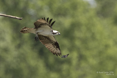 Balbuzard pêcheur / Osprey