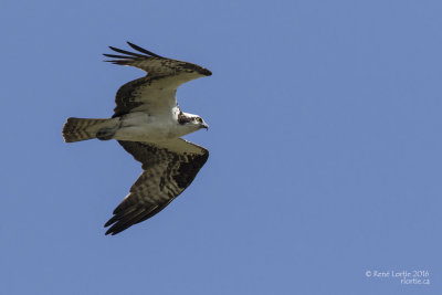 Balbuzard pêcheur / Osprey