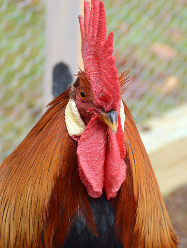 DSC_28491ps PF.jpg