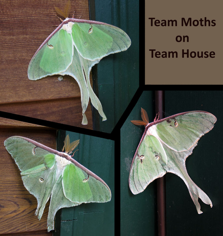 moths 2PF.jpg