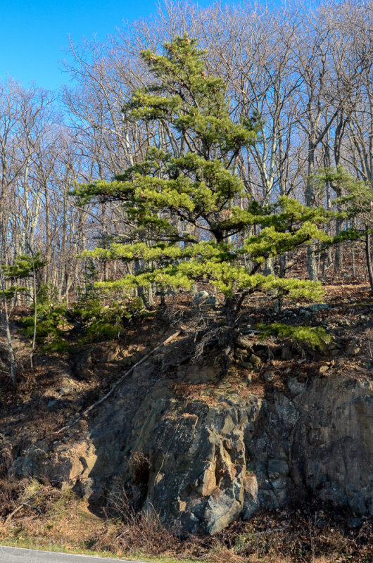 DSC_8753LR PF.jpg