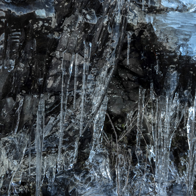 DSC_8773LR PF.jpg